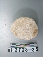 藏品(小型螺蓋製貝刮器)的圖片